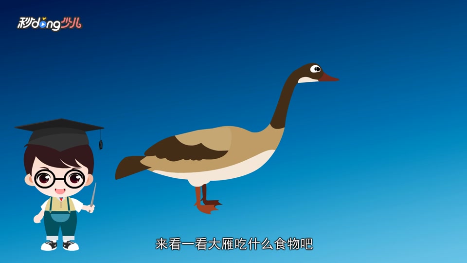 大雁吃什么食物?
