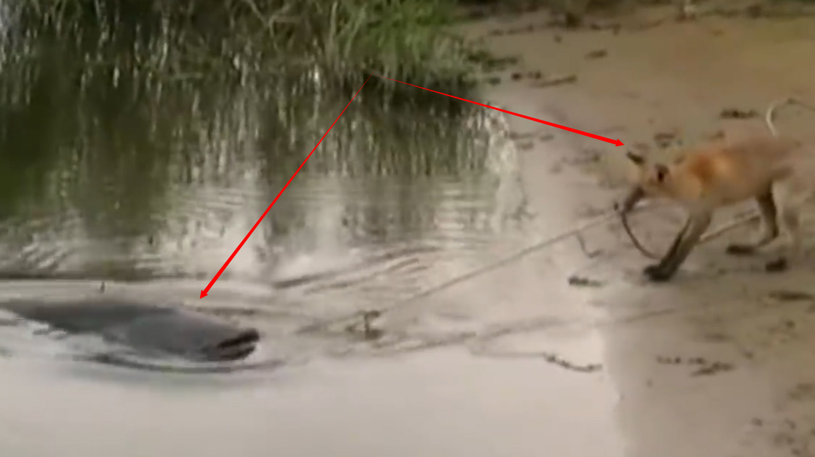 一只狐狸站在水边,看到一条大鱼,狐狸:今晚总算可以加餐了