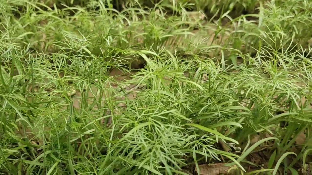 房顶成了战斗机的宝地,栽根达,种茴香和空心菜,都有机蔬菜哦!