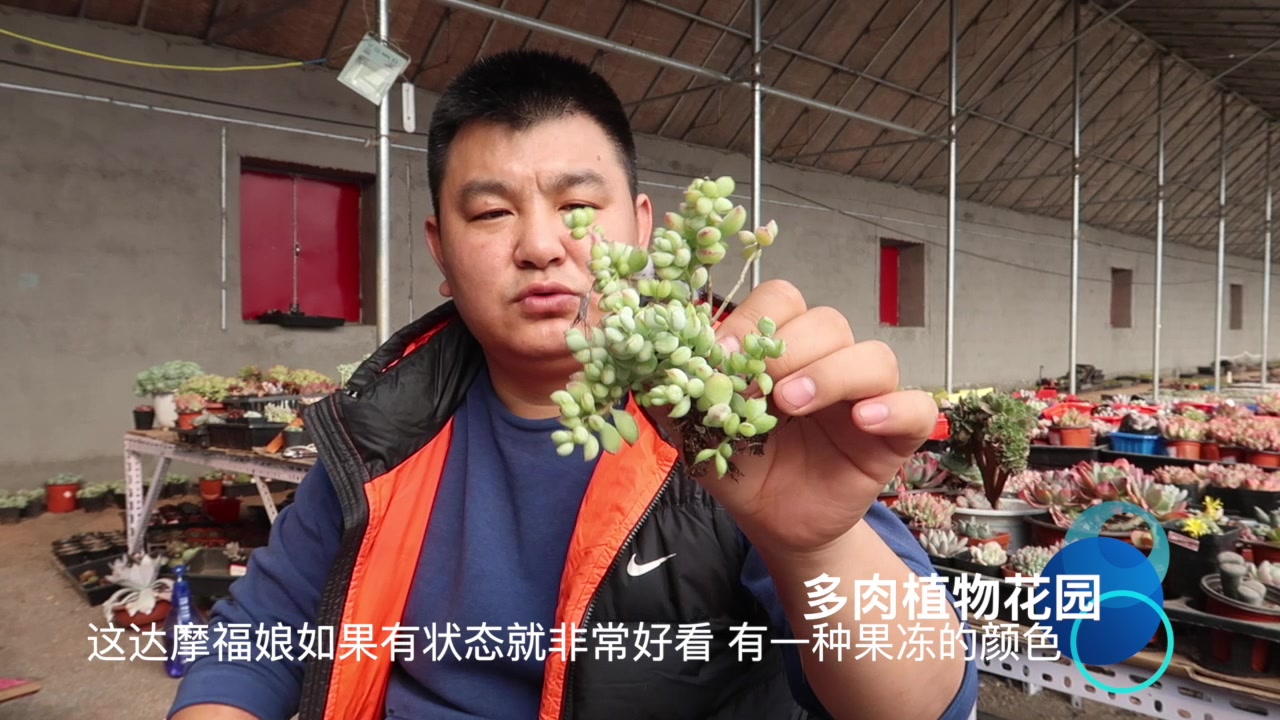 这个多肉植物并不是非常好看,但是好多人却因为香味买它