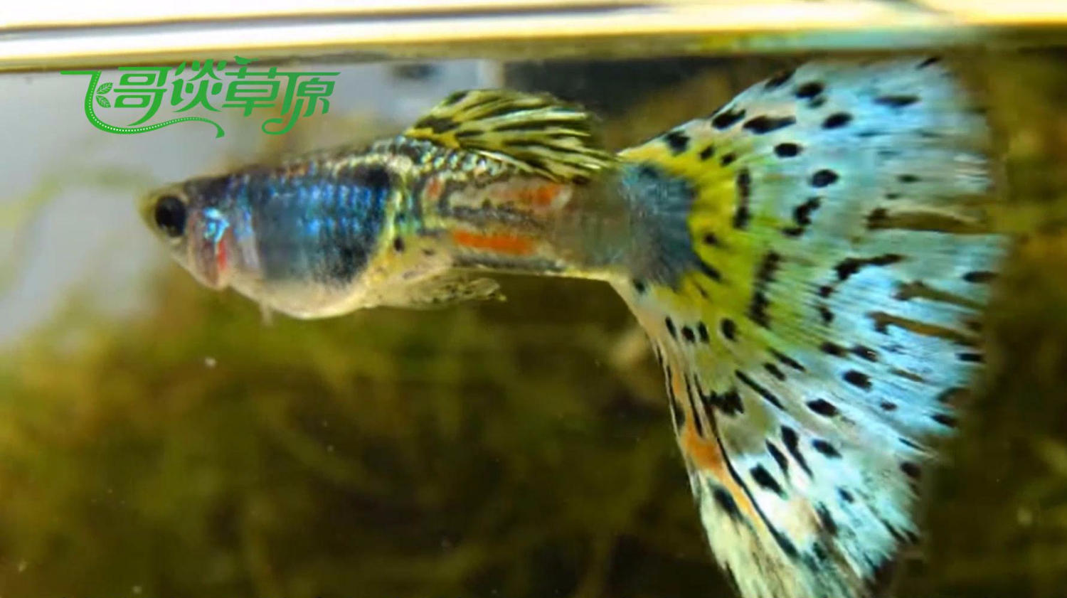 会像孔雀一样开屏的鱼,全世界都找不到两条颜色一模一样的!