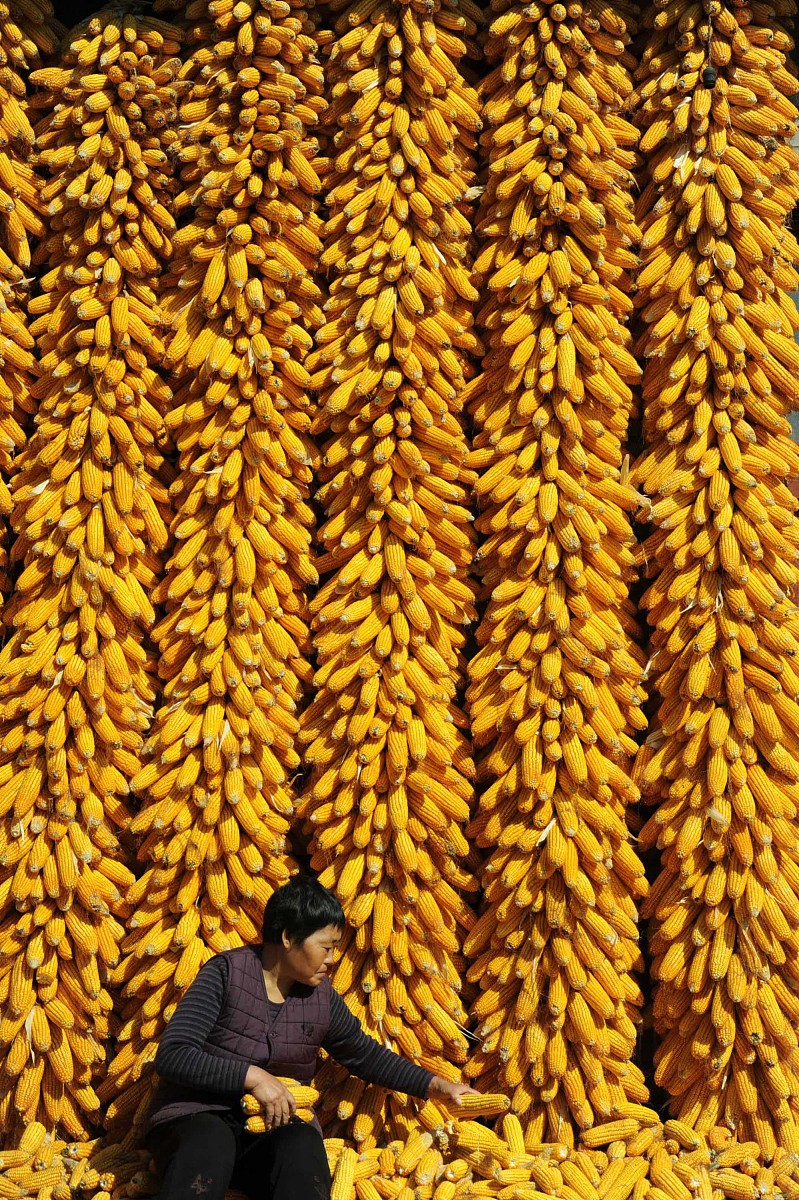 请写一篇测量不同品种玉米各项数据的心得体会