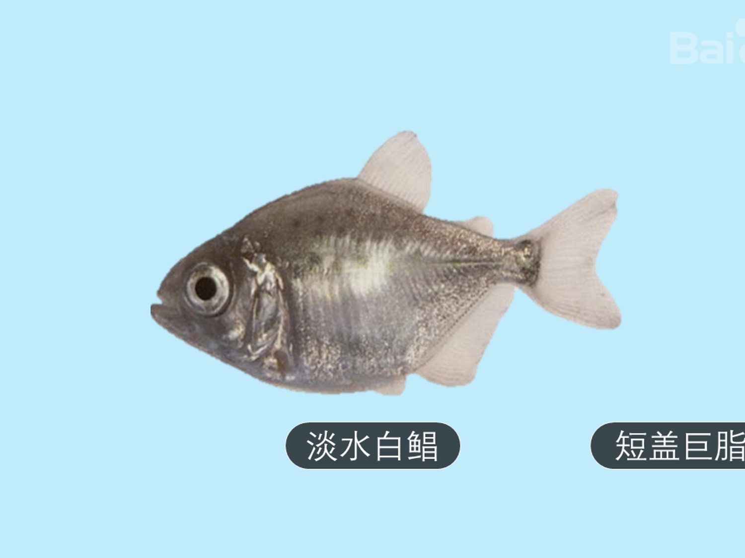 淡水白鲳:学名短盖巨脂鲤