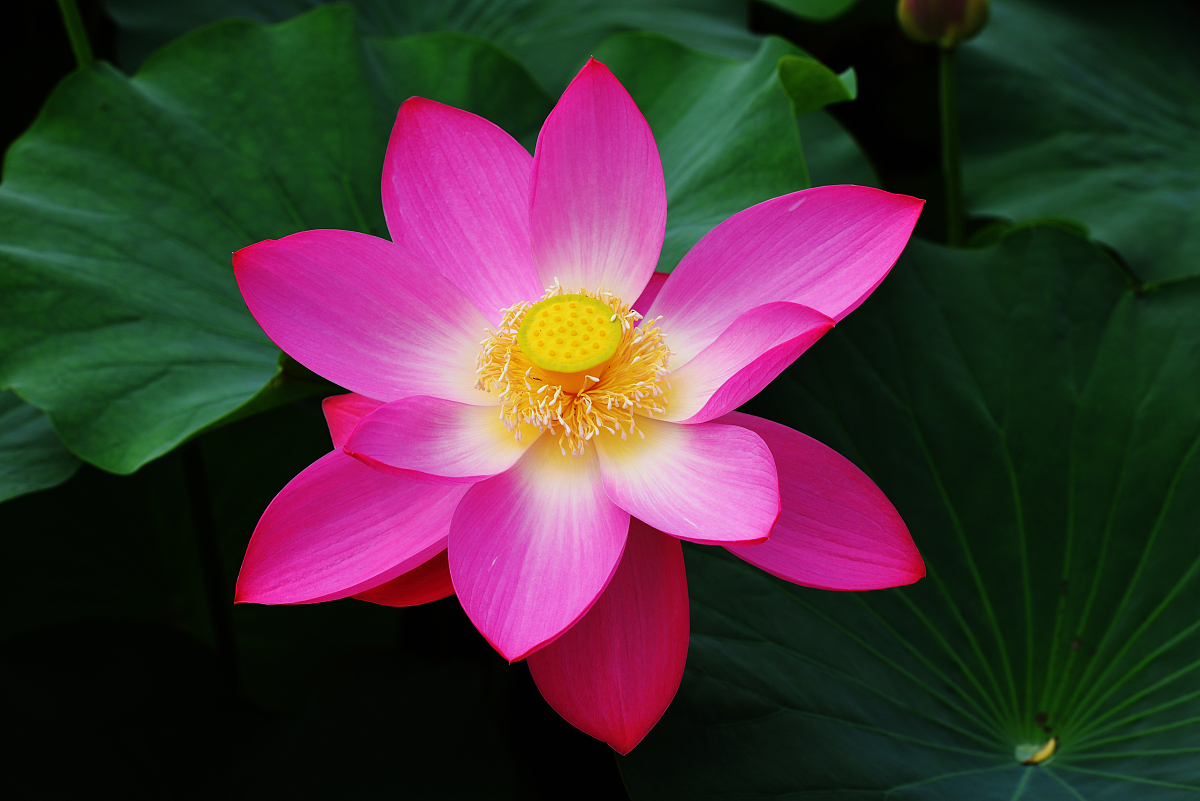 A4纸的面积是多少？ - 600平方厘米，详细讲解！