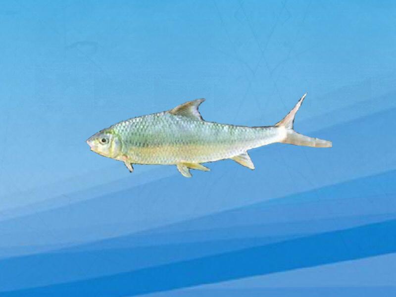 原来台湾兔仔鱼长这样