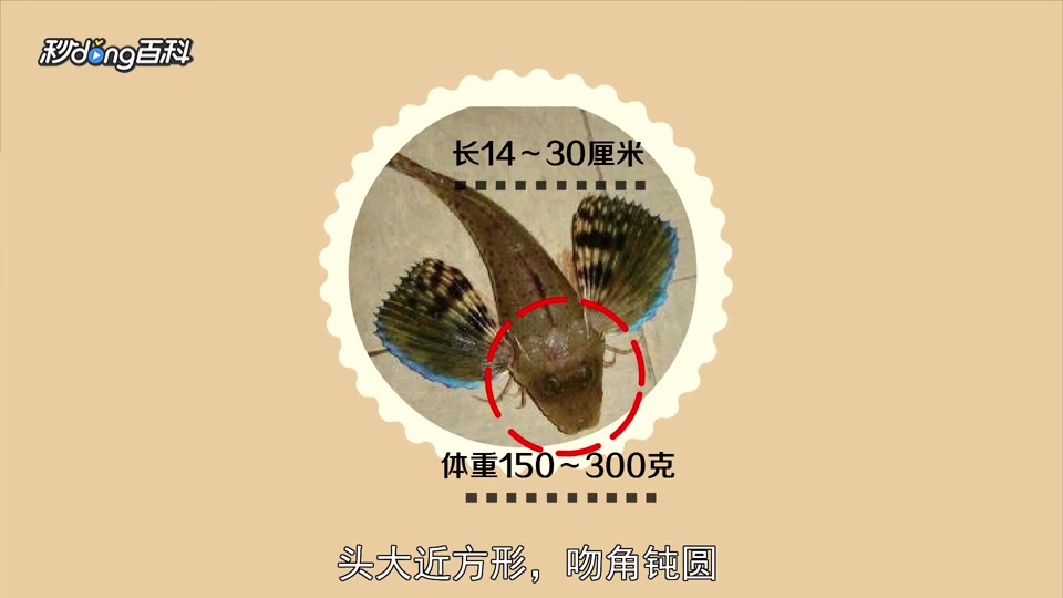 原来绿翅鱼长这样