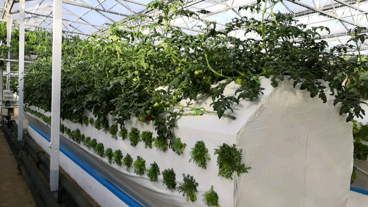 你吃的蔬菜是长在哪里的