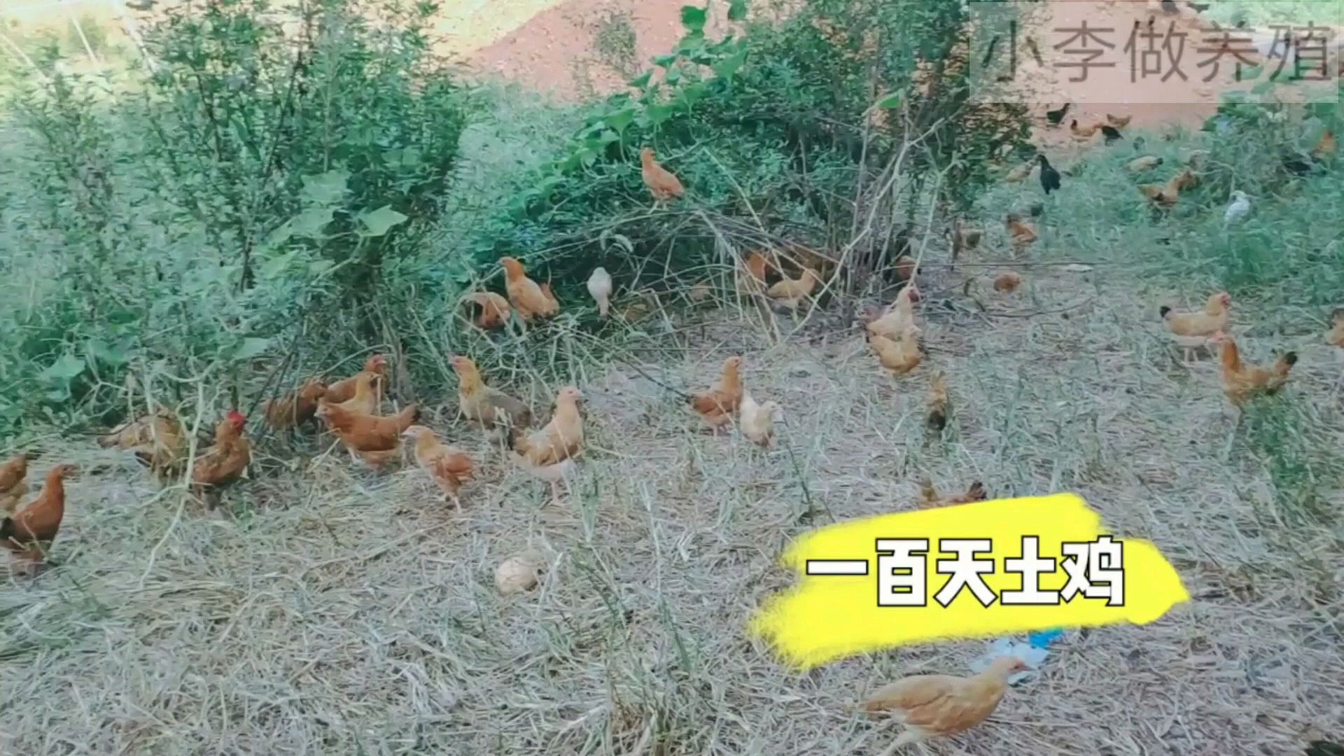 小李做养殖:散养一百天土鸡,土鸡却比肉鸡下蛋慢