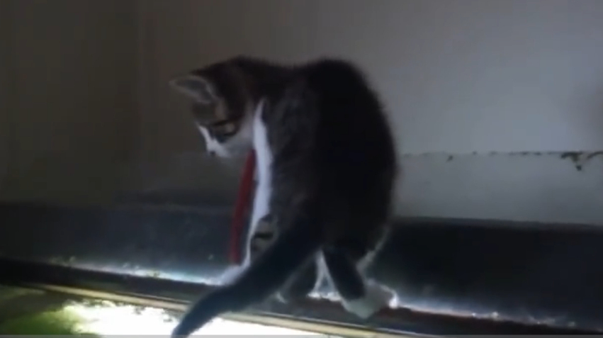 猫咪想要偷吃主人养的鱼,结果不小心掉进鱼缸里,镜头记录全过程