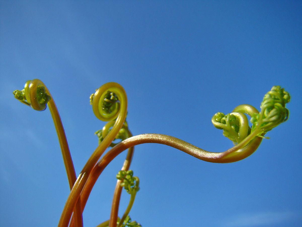 描写春天景色的文章：感受生机盎然的春天