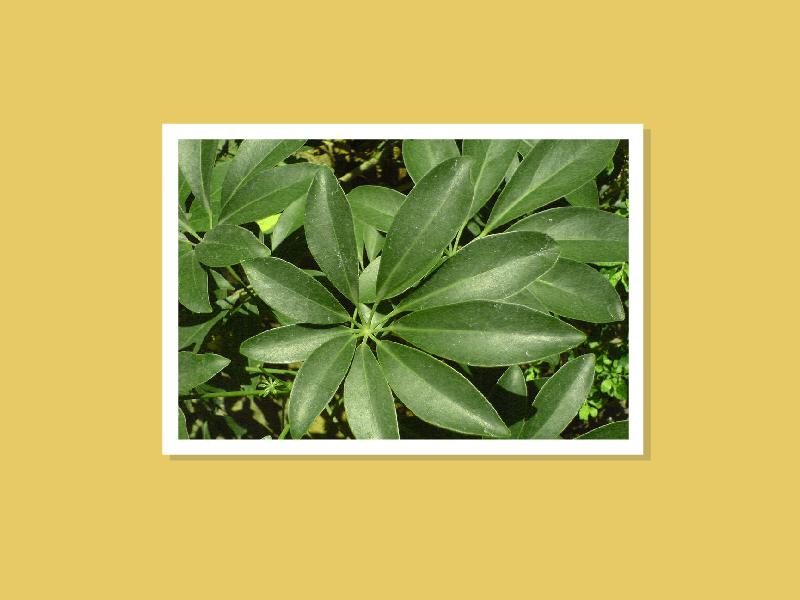 原来台湾鹅掌柴长这样