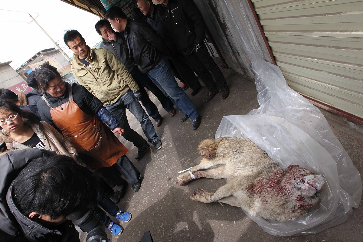 新型冠状病毒疫情：反思人与自然关系，共建健康未来