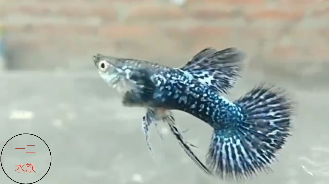 孔雀鱼只卖两三块?给你看价值大几百的,还有一种叫蓝龙孔雀鱼