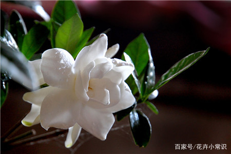 栀子花如何养护?