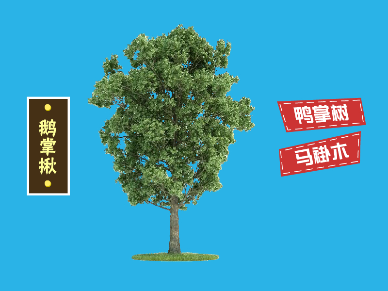 鹅掌揪:木兰科鹅掌楸属植物
