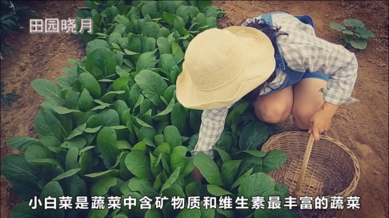 小白菜一年四季都能种植,用上它再也不用担心叶片生虫了!