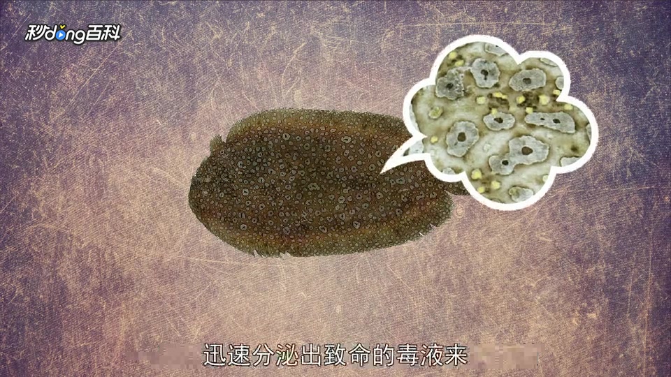 原来豹鳎鱼长这样啊