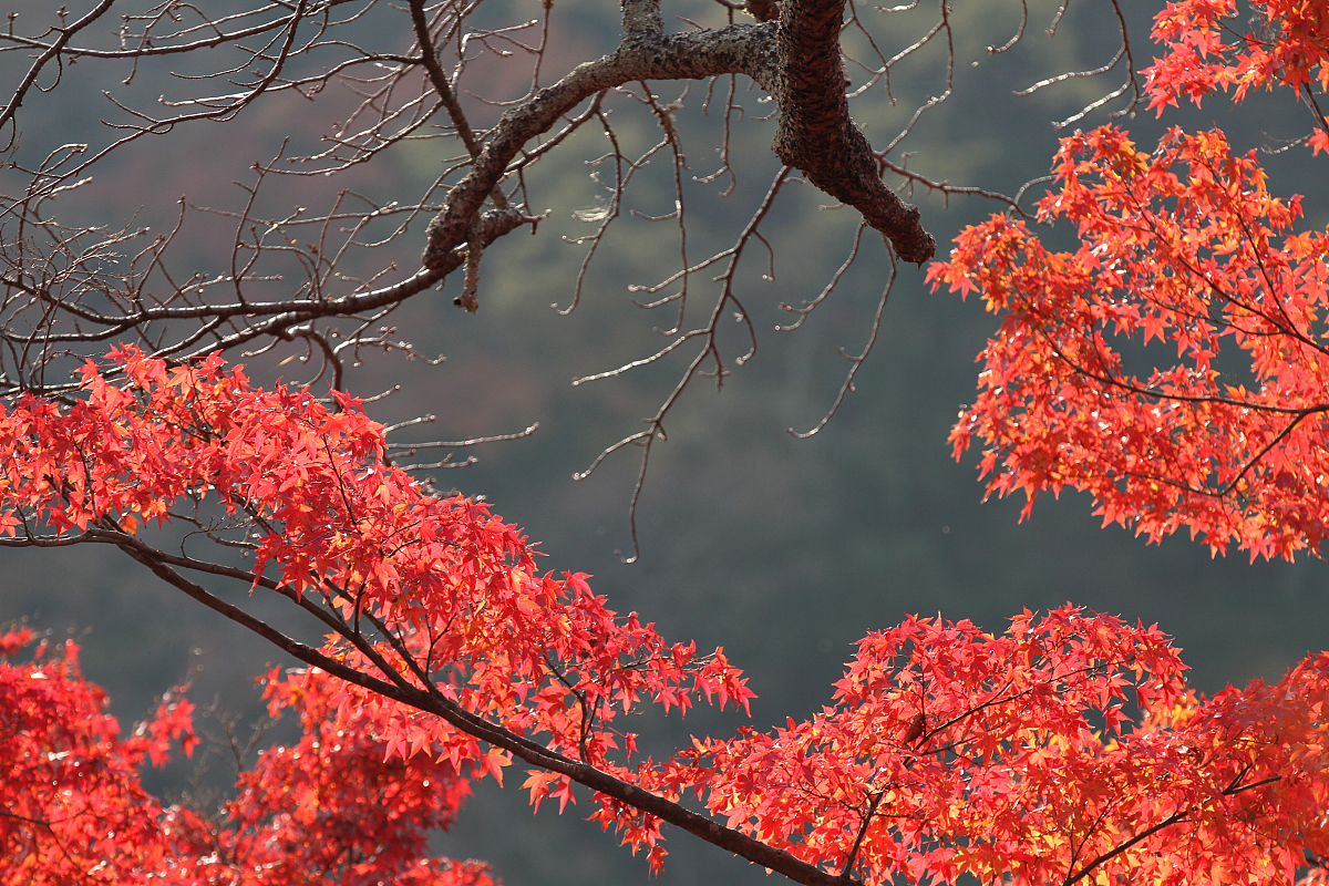 ***_***当地时间2014年12月2日,日本京都,岚山的红叶.每年11月下旬,京