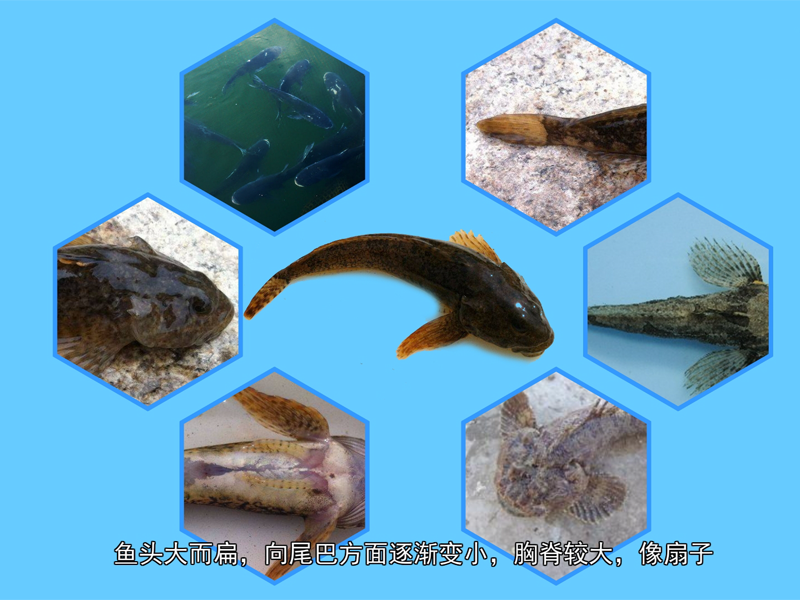 杜父鱼:又叫大头鱼