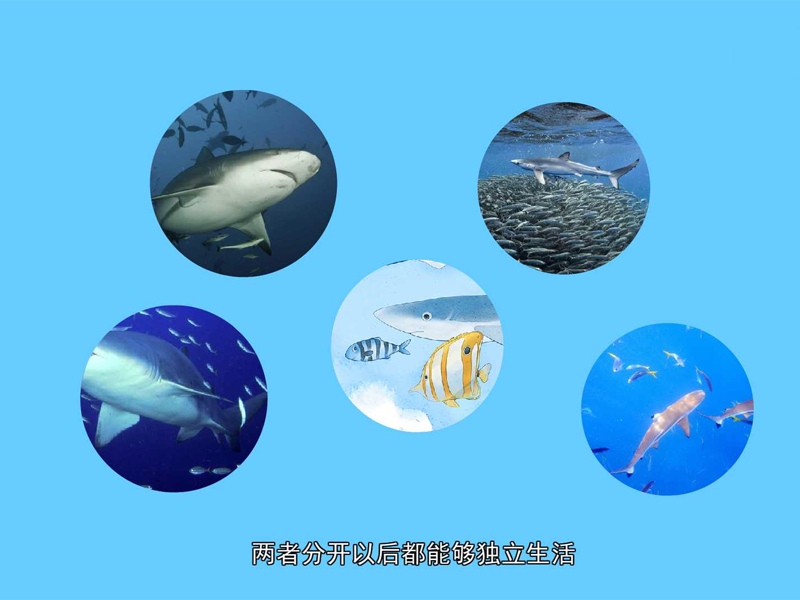 向导鱼:一种与鲨鱼形影不离的小伴侣