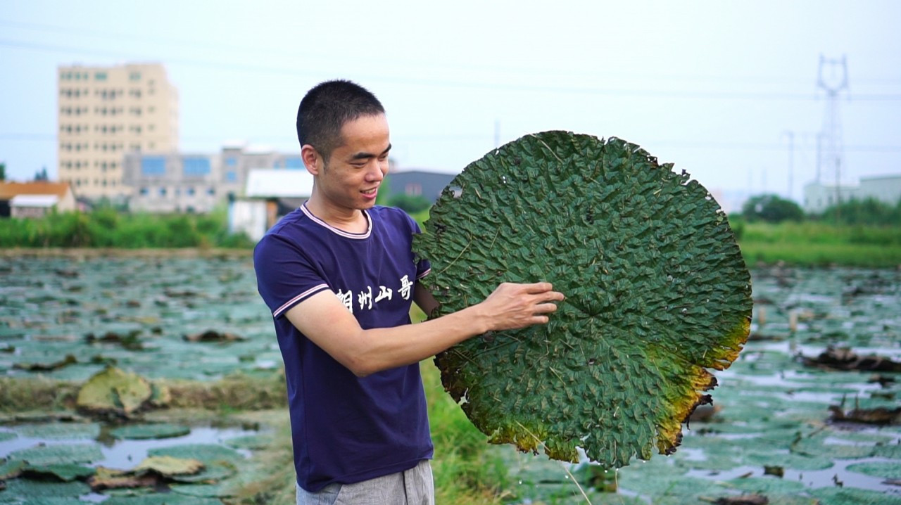 全身是刺,被誉为“水中人参”,潮州人用它煮芋头糖水,美味