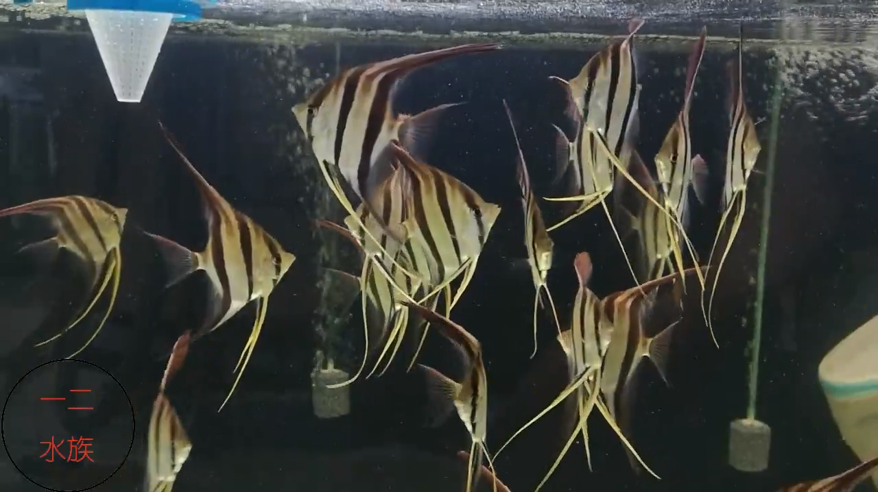 埃及神仙鱼咋就那么贵?他比秘鲁神仙鱼漂亮吧,鱼缸养了一缸