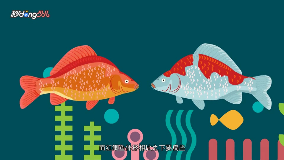 红鲫鱼和锦鲤的区别
