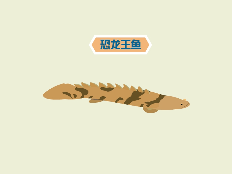 恐龙王鱼远古时期都是比较兴旺的鱼类,但经过亿万年的进化