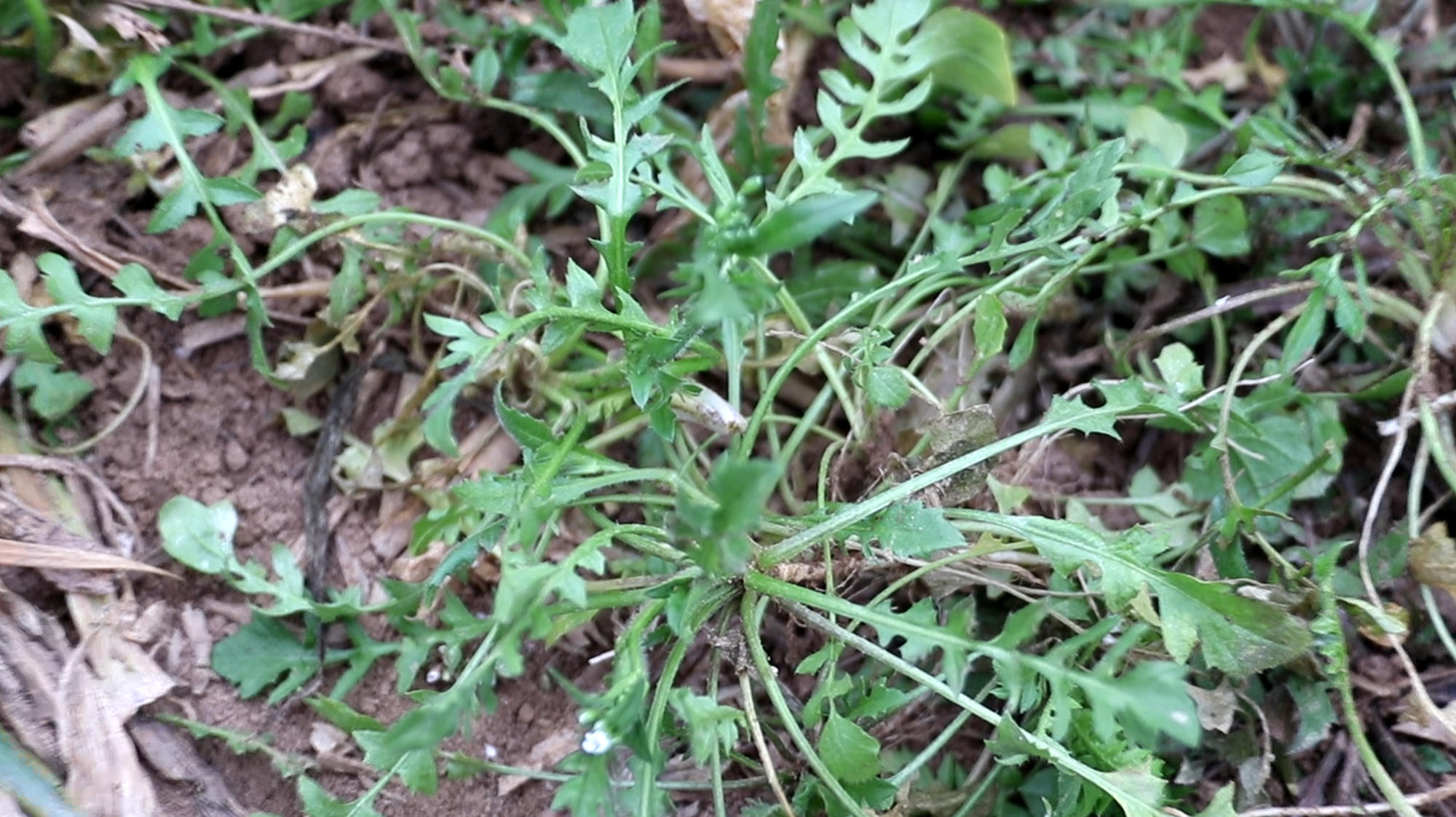 平压降脂,1种野菜经常吃,血压稳定,身体更健康!