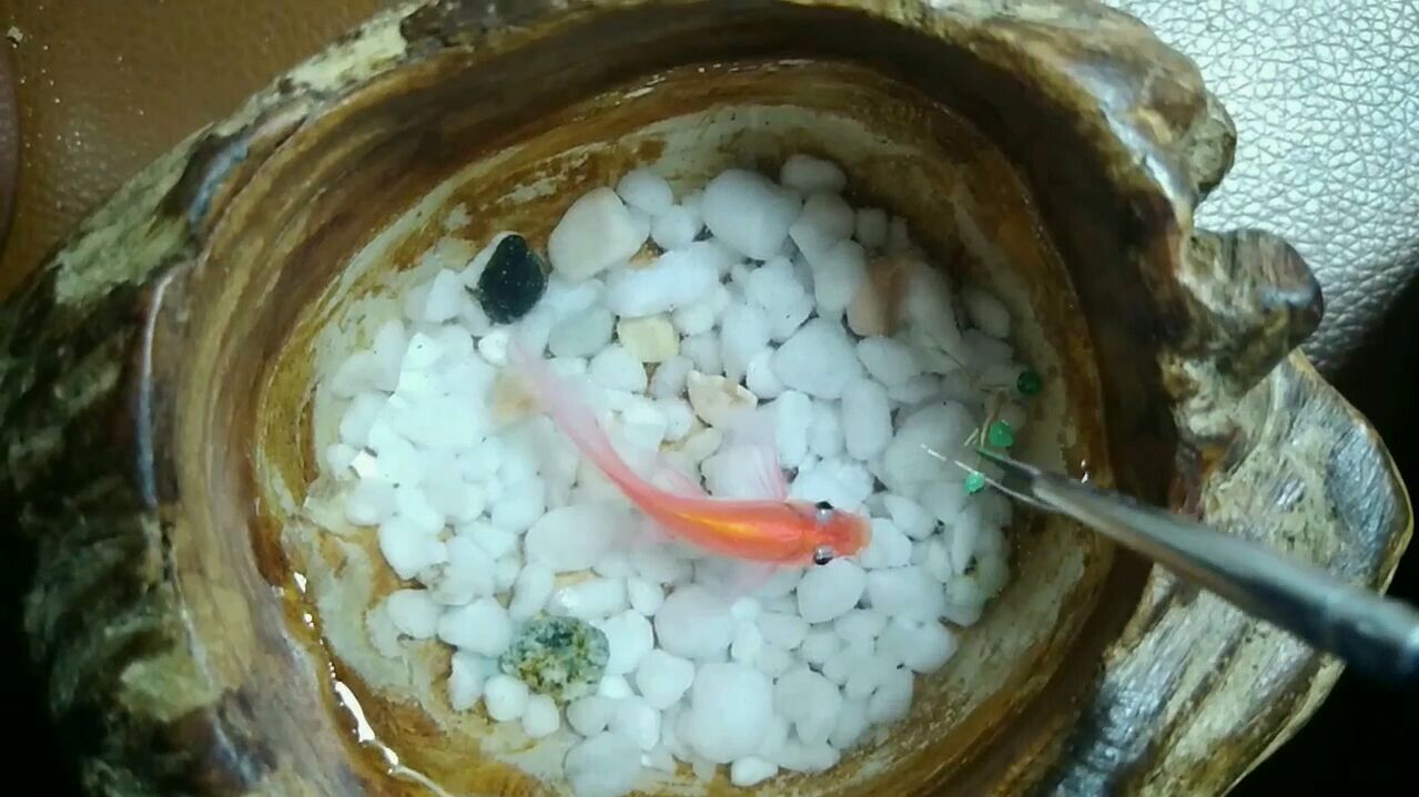 3D 立体树脂画～小红鱼