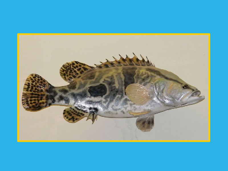 母猪壳:亦为肉食隆凶猛鱼类