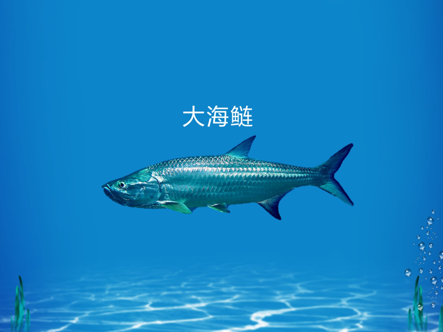 大海鲢:大海鲢属一种海洋鱼类