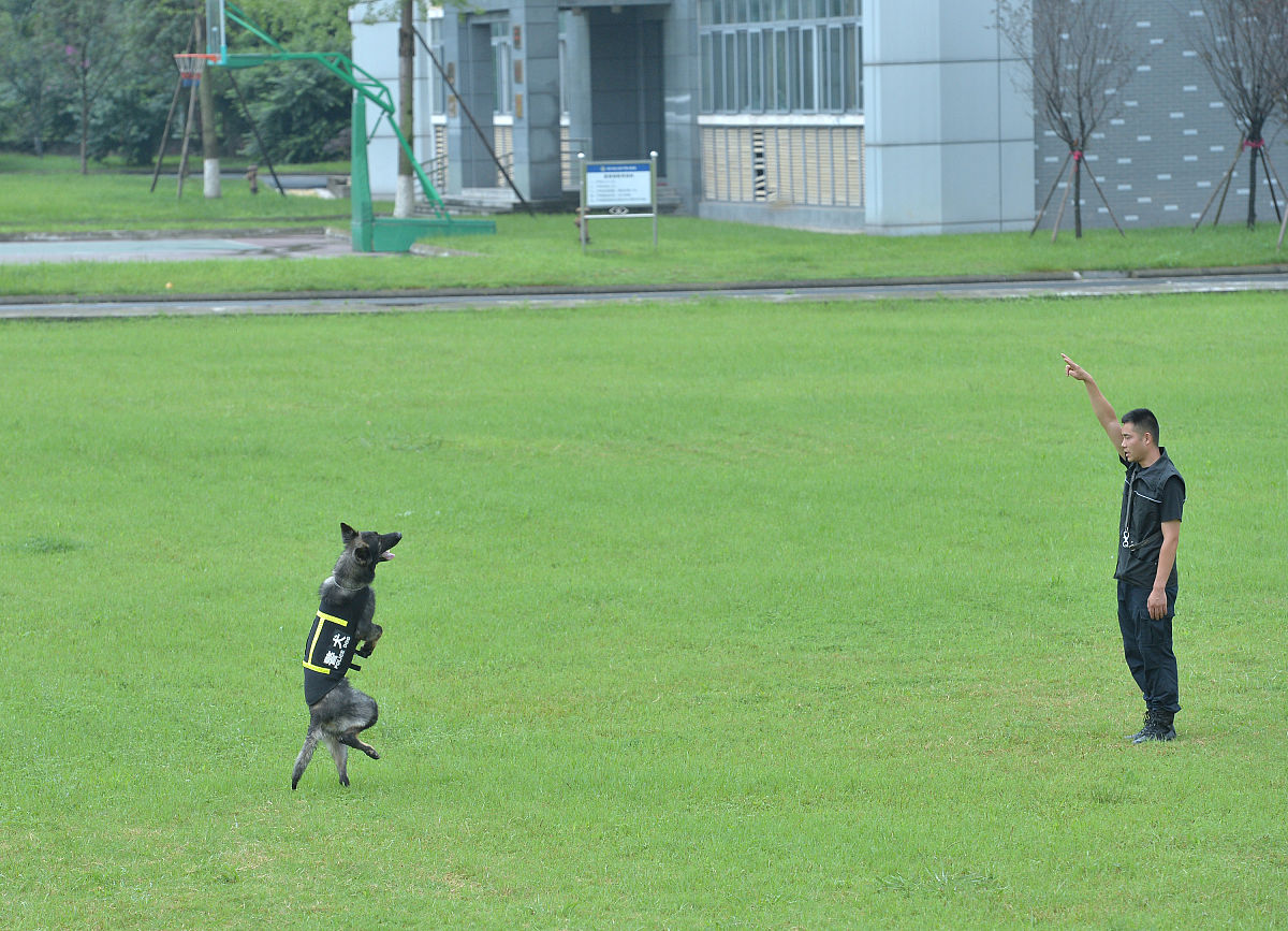 2019年7月4日,成都,助力世警会安保,双流公安警犬每天加训5小时,训练