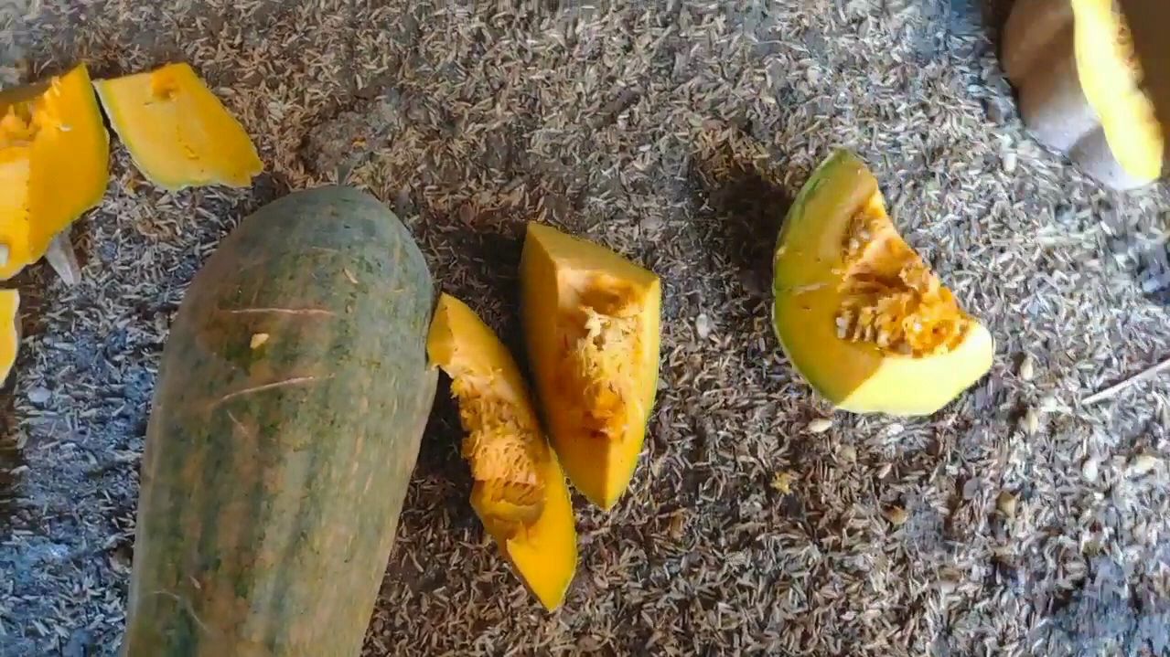 夏季农村散养土鸡喂食南瓜不仅解暑还补充维生素,鸡肉特别好吃