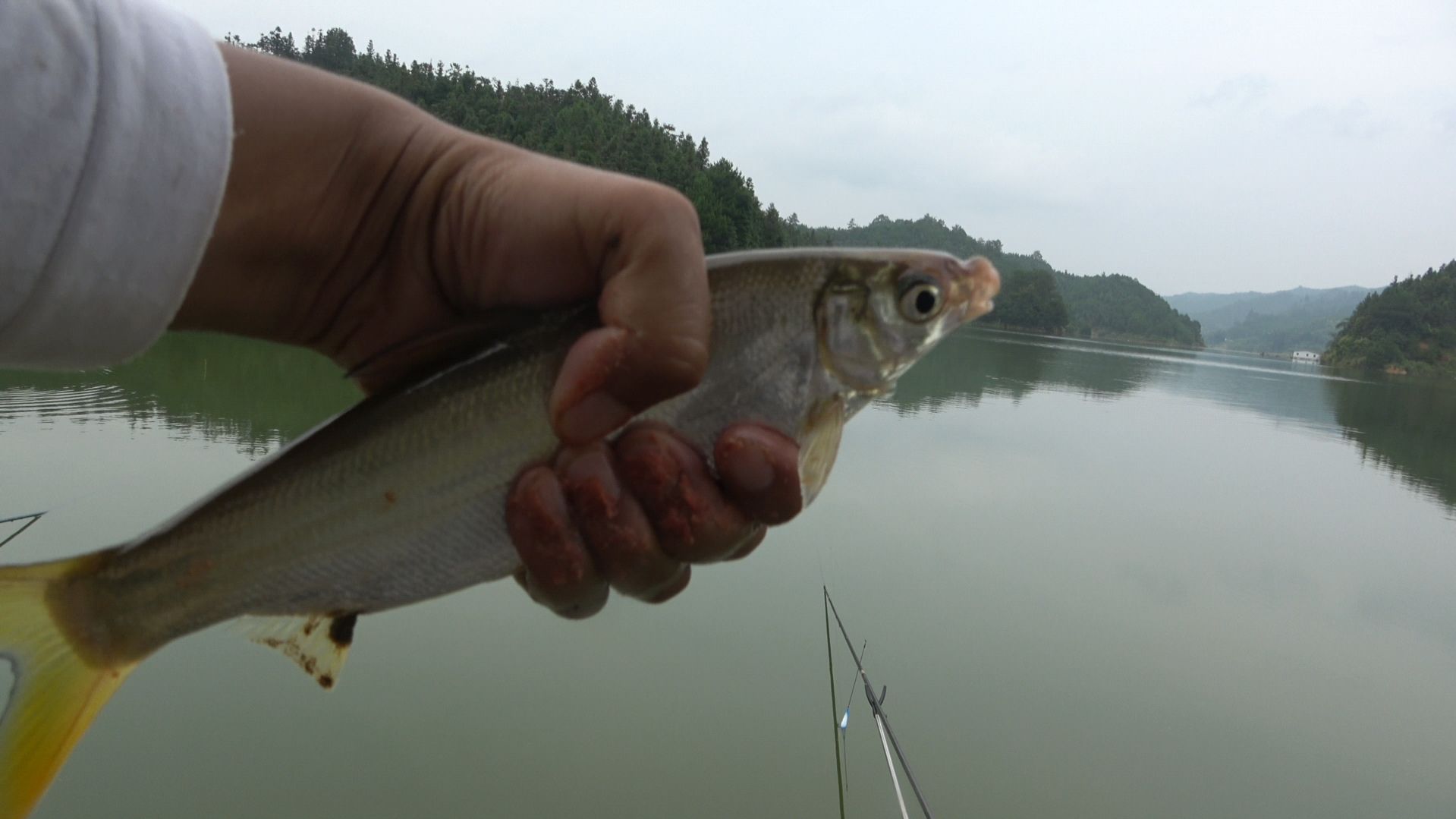 野钓黄尾鲴,高清看漂,有力下顿一目,一打一个准,绝了竿竿中鱼