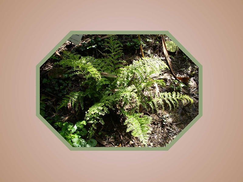 金花草:金花草清热,解毒,利湿,止血