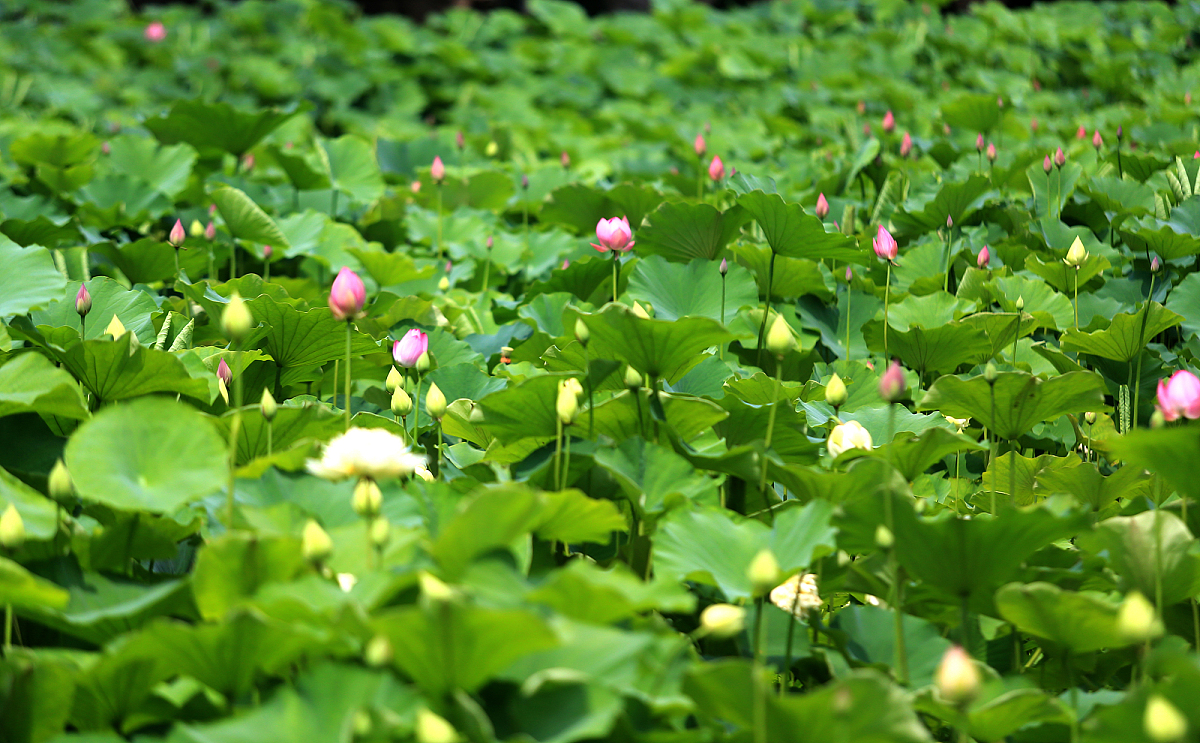 ***_***2017年6月15日,西安,又到了水芙蓉盛开的季节,她还有一个通俗