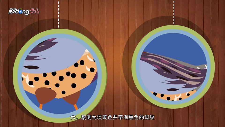 七彩山鸡真的有七种颜色吗?