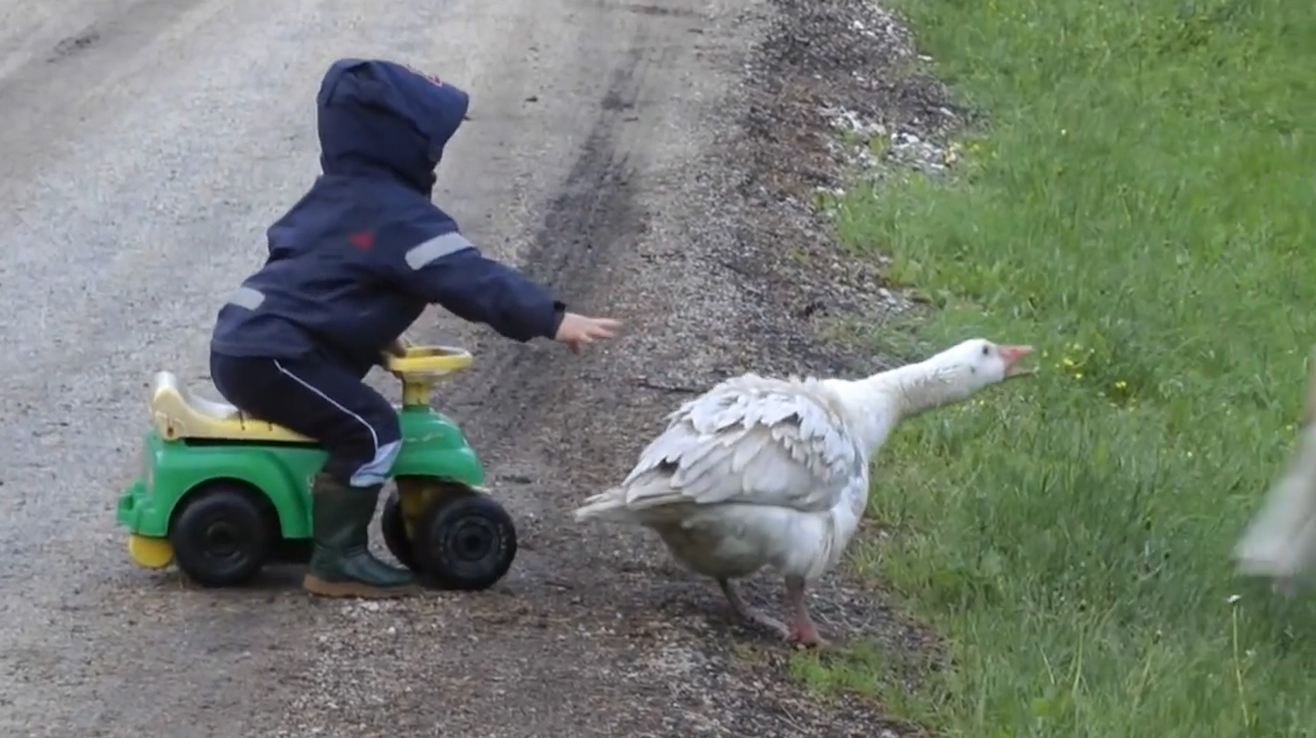 大鹅欺负狗狗,小主人赶紧上前帮忙,结局笑喷了