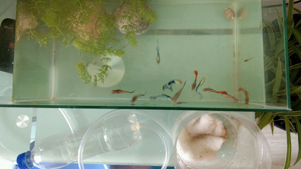 两个饮料瓶子自制鱼缸过滤器,简单不用花一分钱,不用电