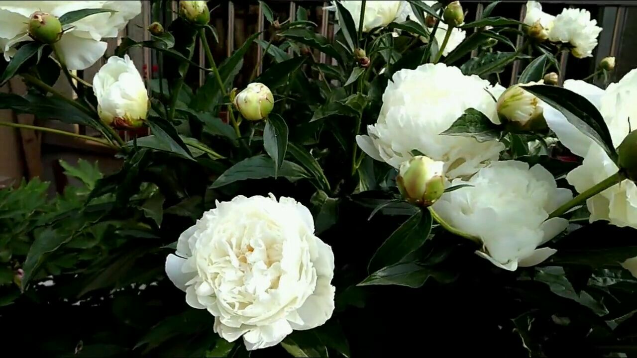 老奶奶养的白牡丹开花了,你见过这么大的白牡丹吗?