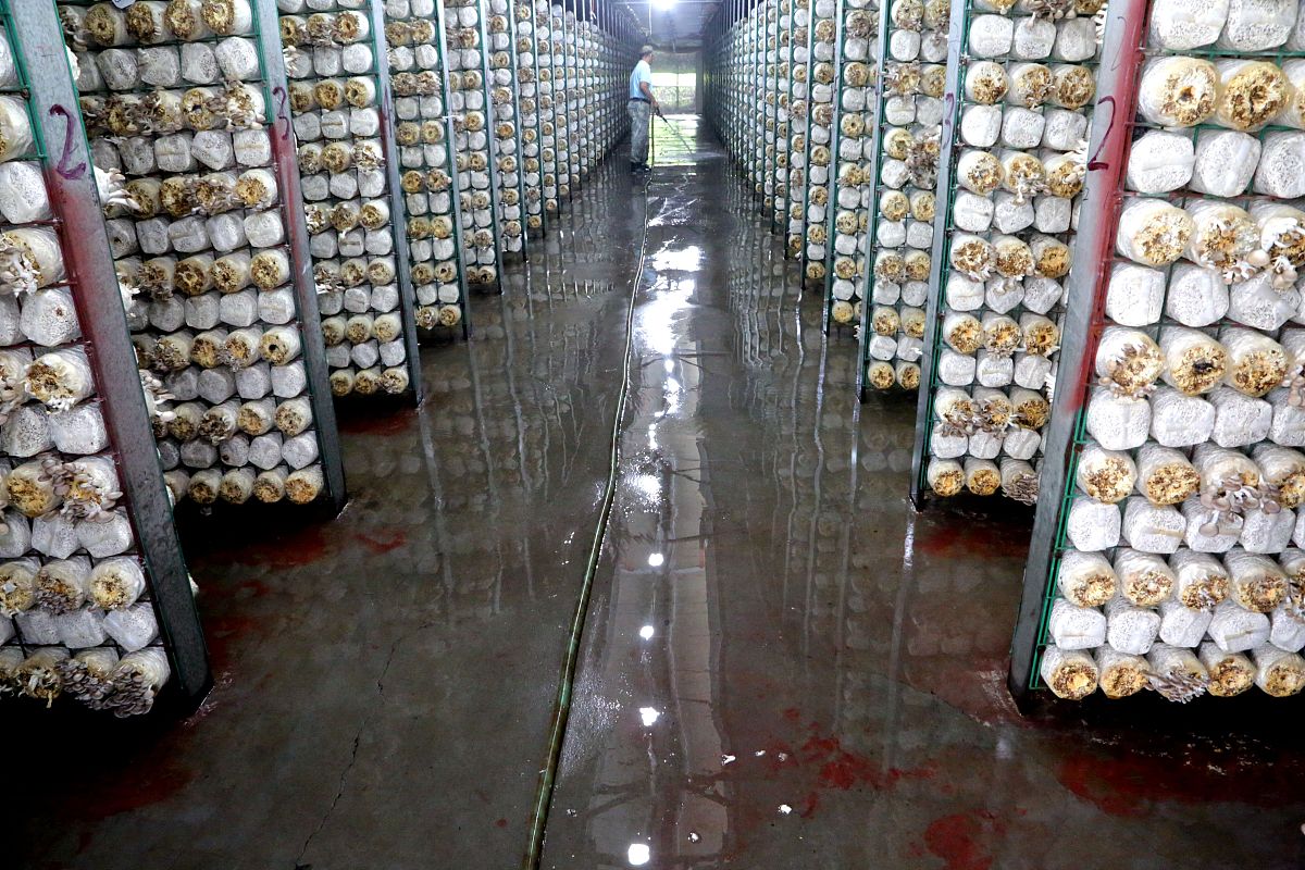 食用菌生产与加工专业从事哪些工作