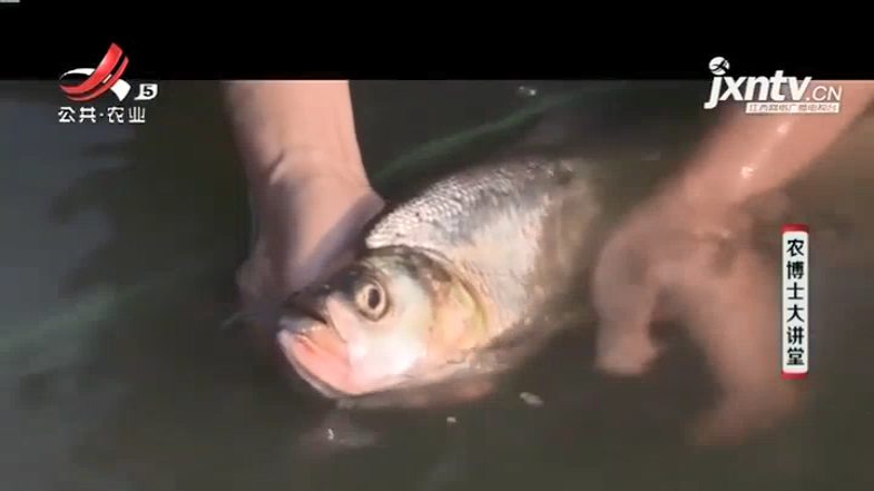 翘嘴红鲌是传统淡水鱼,因其嘴巴网上翘得名,身体呈银白色