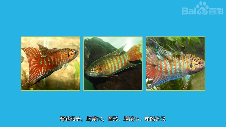 原来菩萨鱼长这样