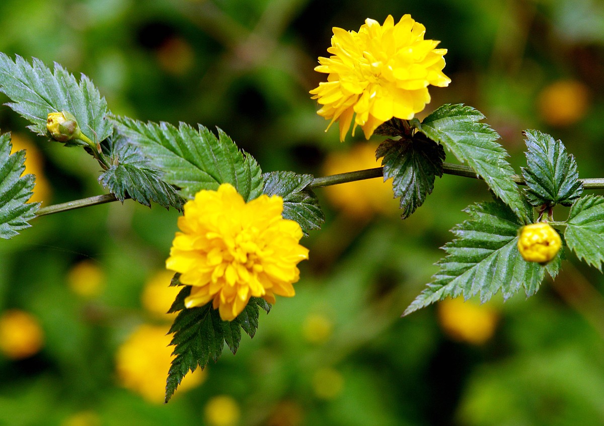 我叫刘筱欣我姓刘 请给我起几个英文名字 注意请说明他们的含义