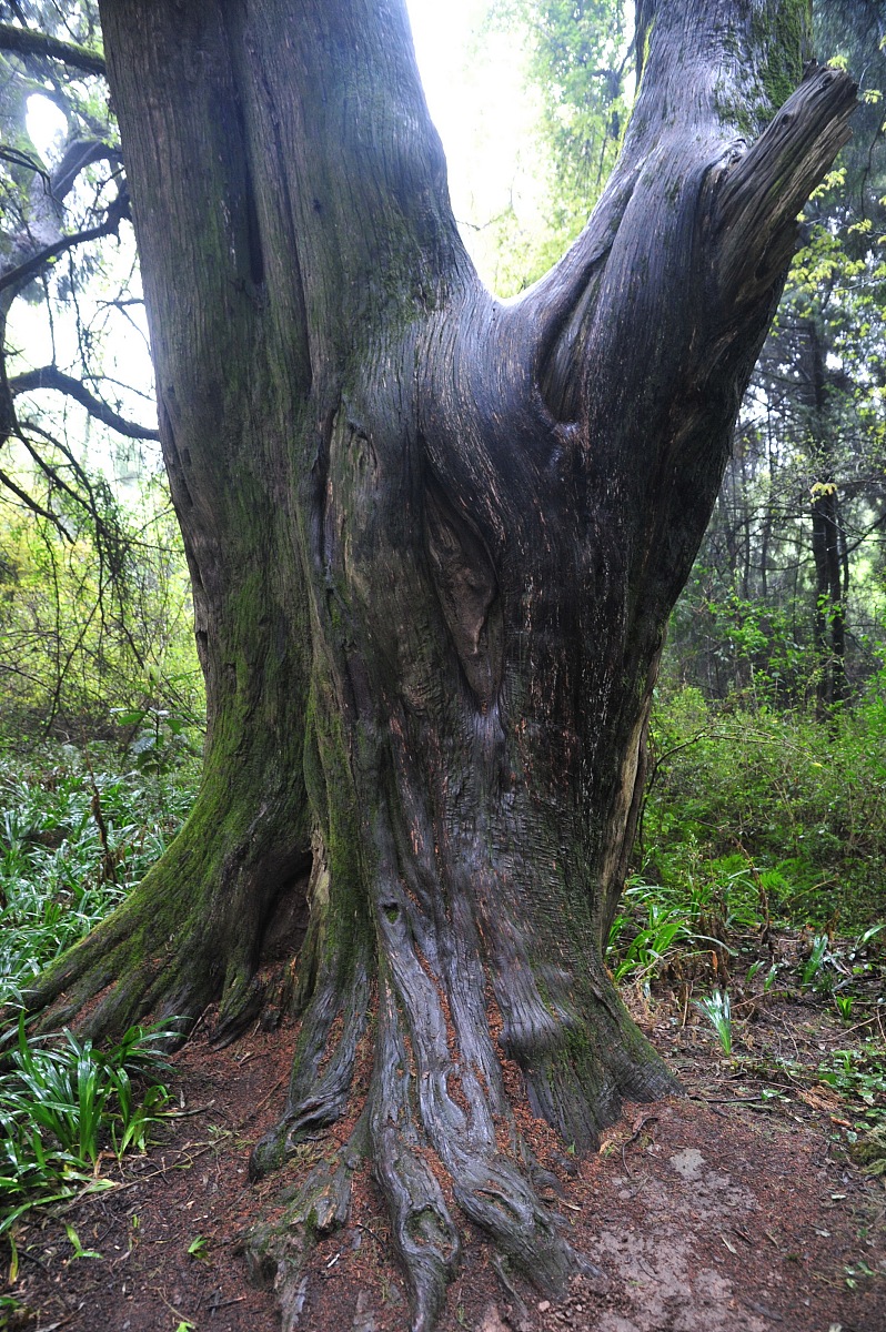 林地的特许经营