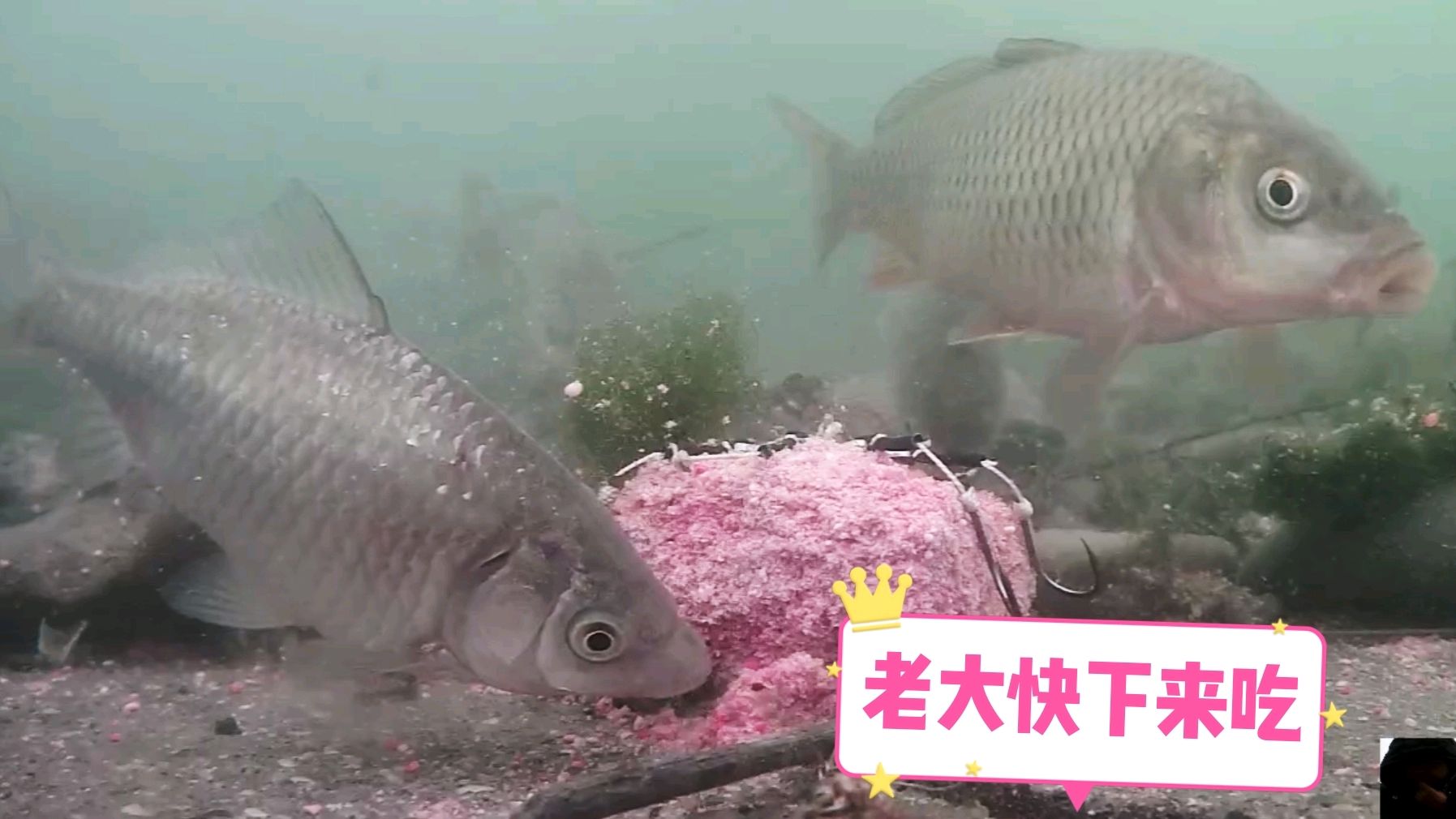 突然大降温到1度,水下高清实拍,鱼吃钩全过程,还是不同的