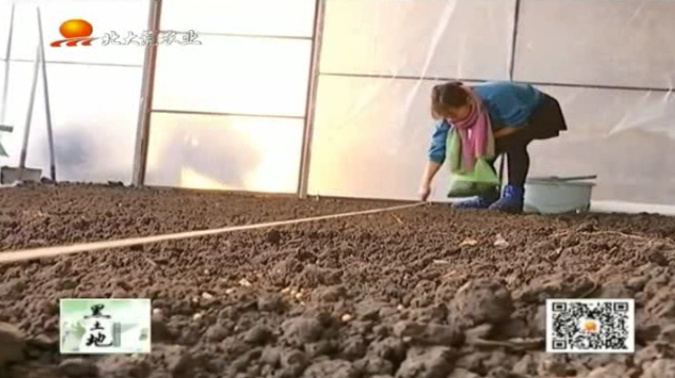 如何种植大棚香菜才能生长更好?这些栽植的要点非常有用