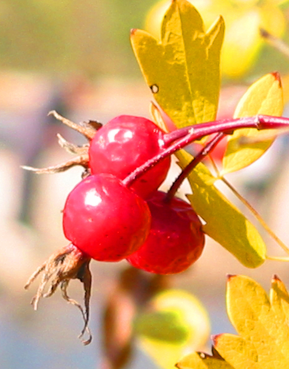 黑龙江生物科技职业学院五年制大专药剂专业怎样