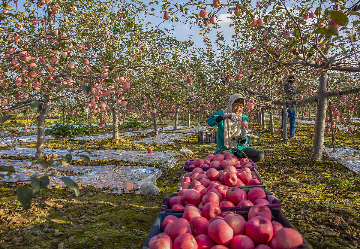 2021年新疆苹果产量及产地